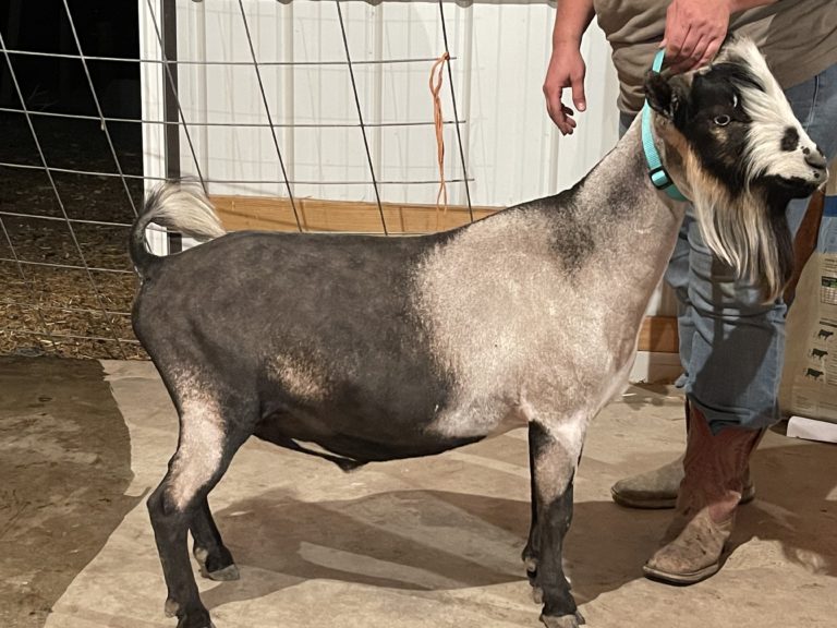 Montana Show-Me Curious Georgi - Montana Show-Me